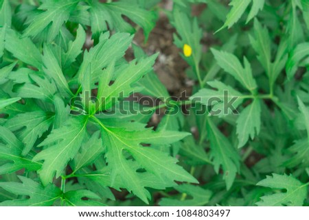 leaves of peonies