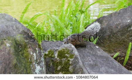 squirrel hiding behind rocks at a park, green ferns in  the background and a pond on a bright sunny day 