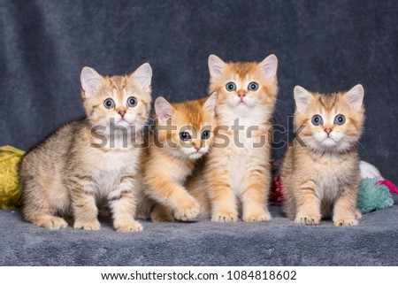 
four cute and beautiful blond British shorthair kittens sit together. several kittens, group photo.
