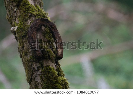 horseshoe on an old tree covered with moss