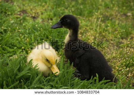 close up little black and yellow fluffy ducklings on green grass/ farm background 