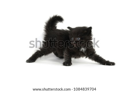 Cute fuzzy black 4-week-old kitten isolated on white background Royalty-Free Stock Photo #1084839704