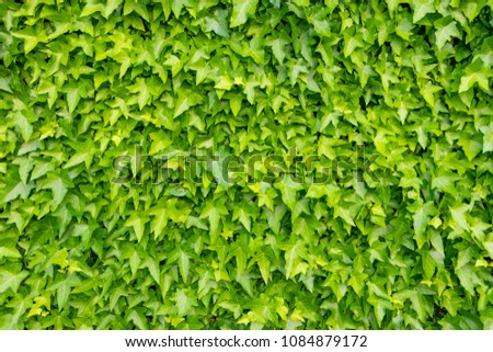 texture image of ivy