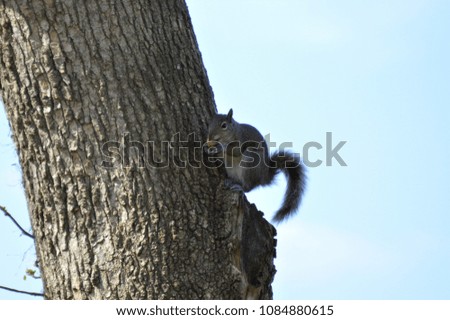 Spring squirrel eating nut in tree wildlife background