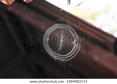 Symmetry of a spider web