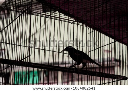 silhouette bird in the jaule