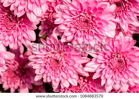 Beautiful pink Chrysanthemum flowers as background