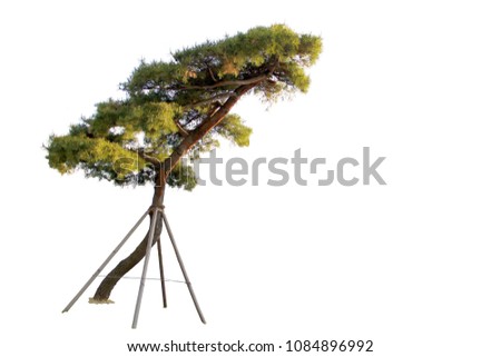 Beautiful pine tree isolated on white background