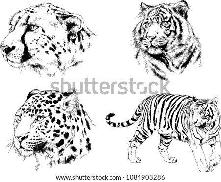 vector drawings sketches different predator , tigers lions cheetahs and leopards are drawn in ink by hand , objects with no background

