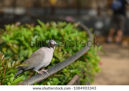 gray tropical bird sitting on fence in park