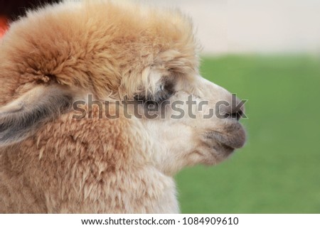 Picture of a child's alpaca's face up