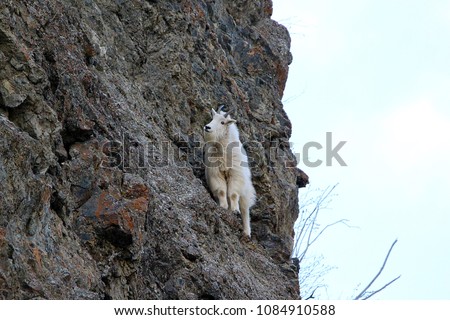 Mountain goat climbing Royalty-Free Stock Photo #1084910588