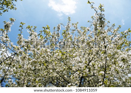 The cherry-tree in spring