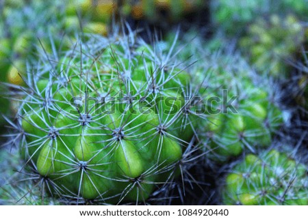 Green cactus with blurred background image