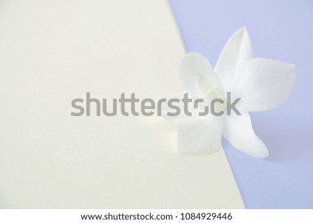 White orchid on two tone paper background