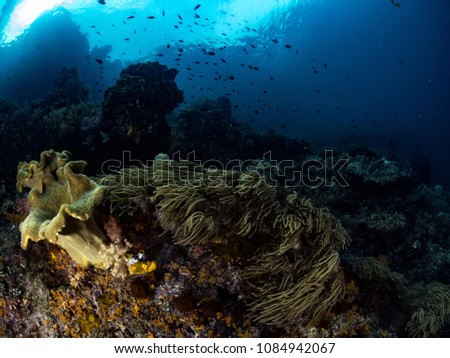 Coral reefs, Tropical Fish, Raja Ampat, Indonesia, Indo Pacific Ocean, South East Asia