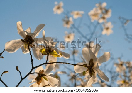 blossom magnolia tree