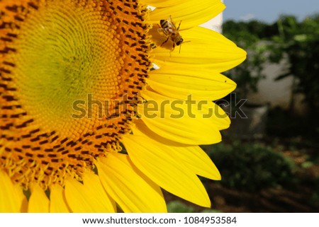 Beautiful sunflower with blur background