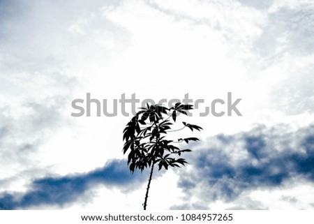 the silhouette picture of a small tree with the sky as a background 