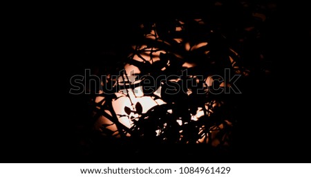 Isolated black plants leaves with bright lights background unique photograph