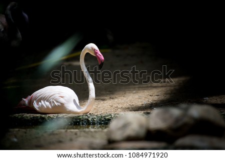 Flamingo in thailand