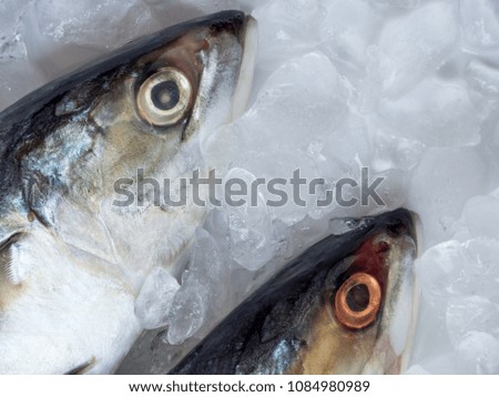 mackerel fish on ice in supermarket.