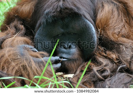Orangutan in wildlile