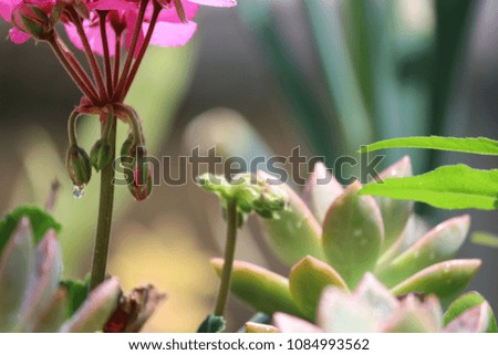 Pink geranium flower and succulent plant.