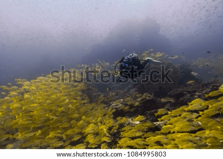 school of Yellow-stripe trevally(Selaroides leptolepis) and girl diver among plankton stream in richelieu rock dive site. Royalty-Free Stock Photo #1084995803