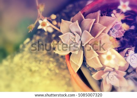 Close up vintage photo of succulents in a pot on old wooden cabinet. Nostalgic atmosphere with blurred background for text.