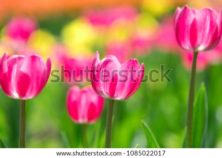 The beautiful tulips in the park