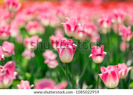 The beautiful tulips in the park