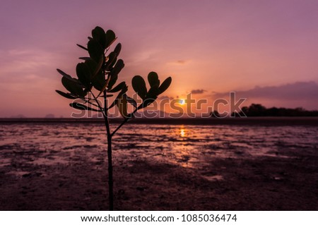 Violet color of mangrove beach view when sunset and silhouette tree in picture