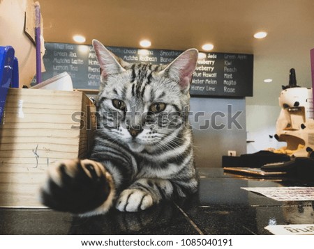 Cat working in the cafe