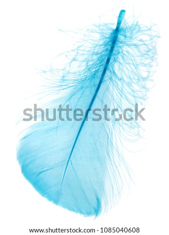 Beautiful blue feather on a white background