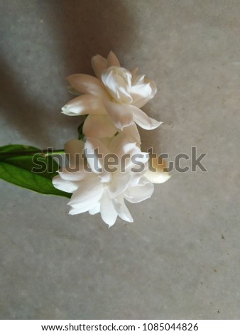 Jasmine flower isolated on marble