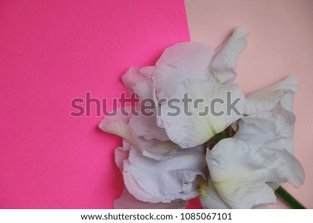 Iris flowers on abstract Background.Romantic background