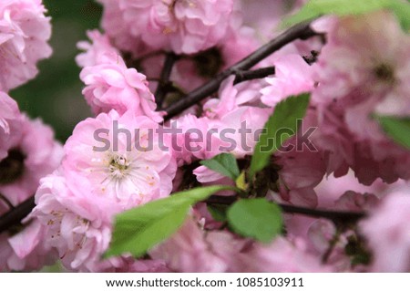 spring flowers in Moscow