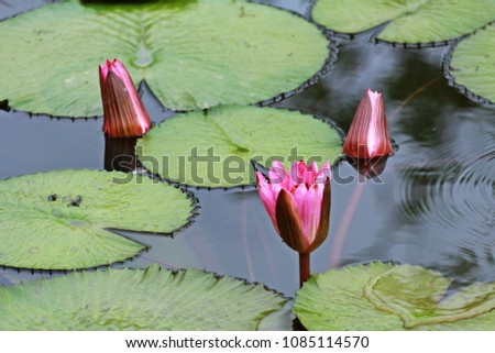 image of pink lotus flower not blooming on water

