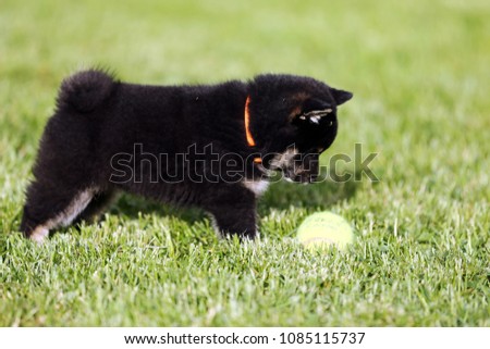 Beautiful japanese shiba inu puppy dog playing with ball in the garden against green natural background