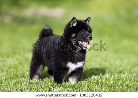 Beautiful japanese shiba inu puppy dog standing in the garden against green natural background