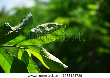 Leaves with sunlight 
