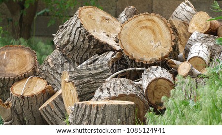 Big wood trees