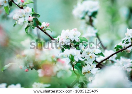 White cherry flowers in spring garden. Flowers of blossoming apple tree branch on warm day