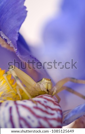 Crab spider on flower in studio