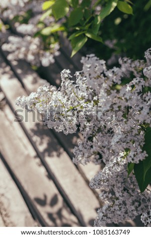 Blooming white lilac flowers - floral background. Pastel and soft focus processing. Green branch with spring lilac flowers.