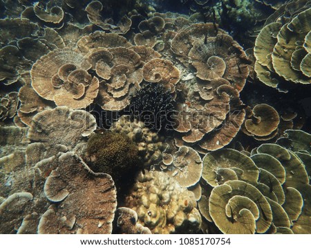 A lot of coral reefs underwater in Myanmar sea