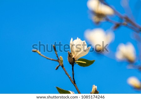 Close up of White Blossom Magnolia Tree Branch, during Spring Season on Blue Sky Background. Sunset light