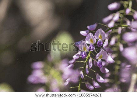 Closeup of pink flower clusters of an Wisteria in full bloom in spring. Beautiful Nature Scene with Blooming Tree and Sun Flare. Shallow depth of field.