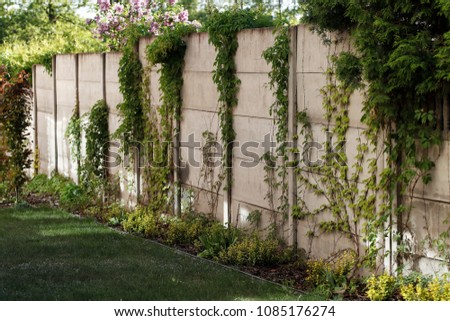 concrete fence overgrown with wild grapevine and other plants